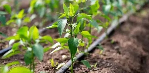 Gartenbewässerungsanlage selber bauen