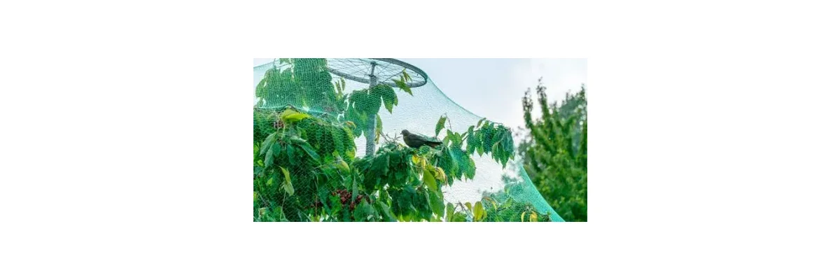  Schutznetze im Garten richtig verwenden -  Schutznetze im Garten richtig verwenden