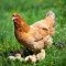 25 kg Premium Körnerfutter PLUS Geflügelfutter für Hühner, Gänse, Enten